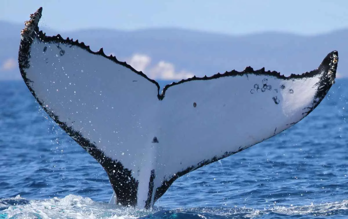 ballenas