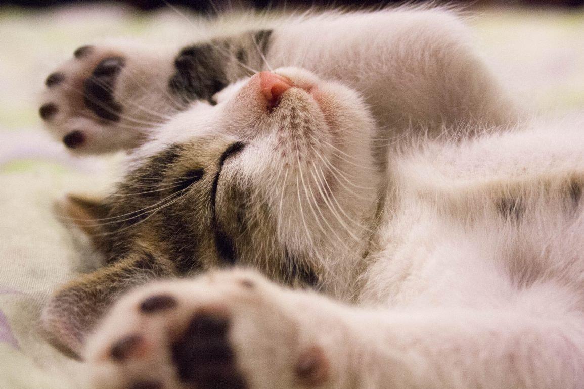 gato durmiendo