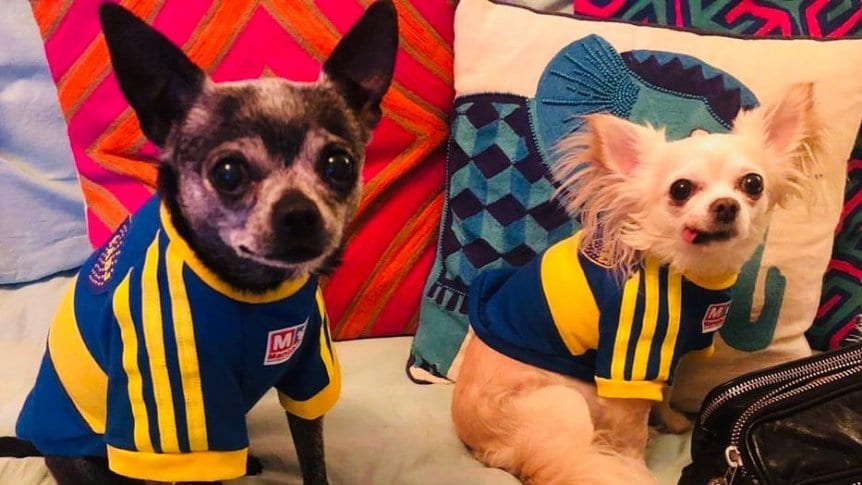 perros-tinelli_862x485