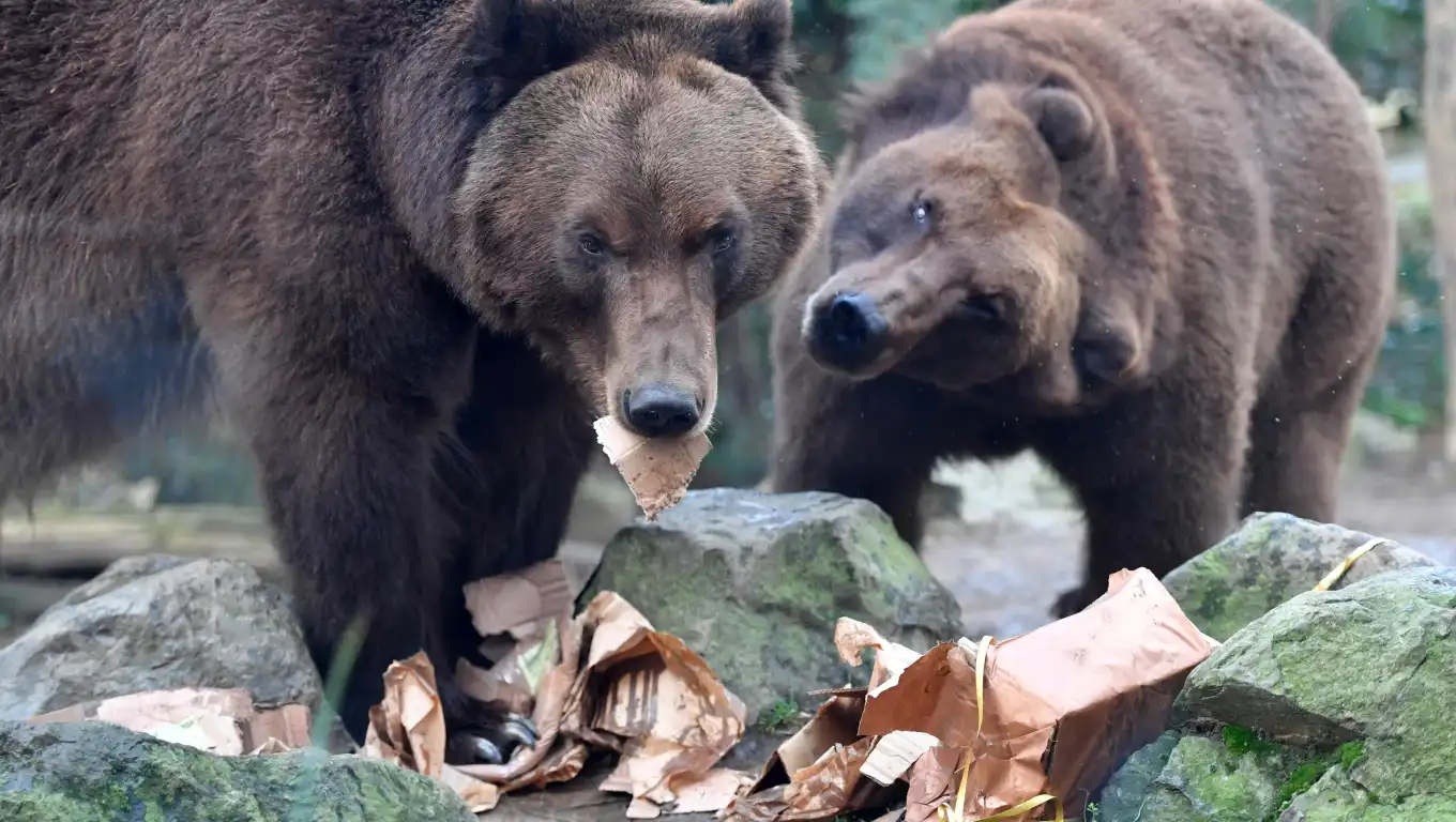 grizzly