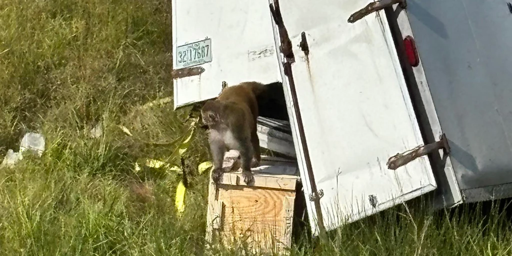 251028-Monkey-Mississippi-aa-740-4ba6ff