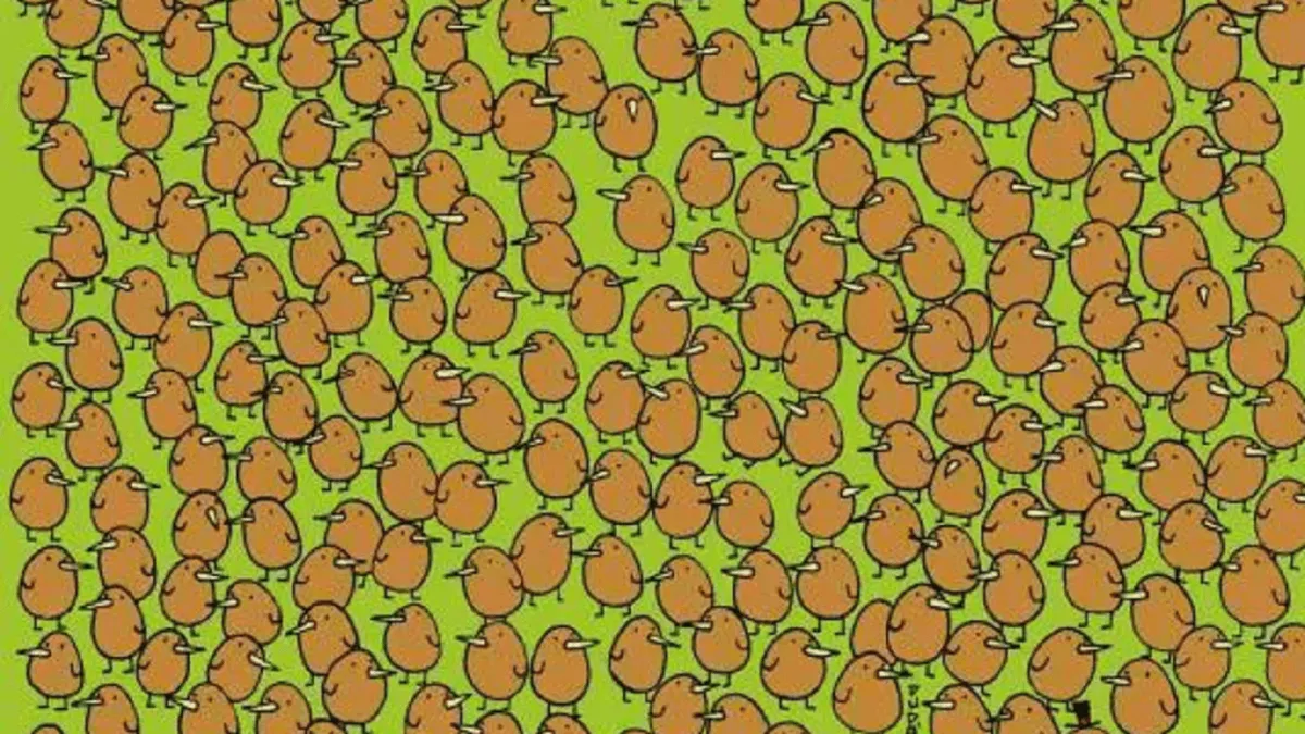 kiwi