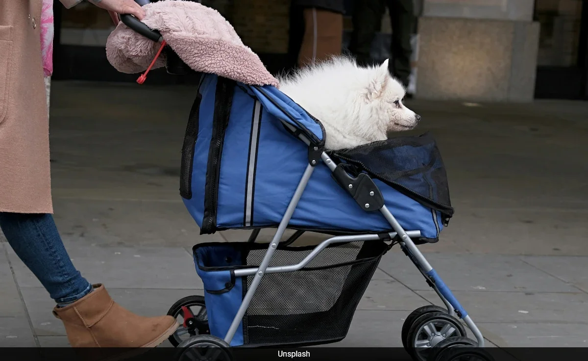 218hl0lg_pet-stroller_625x300_10_September_24