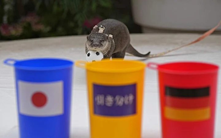taiyo-la-nutria