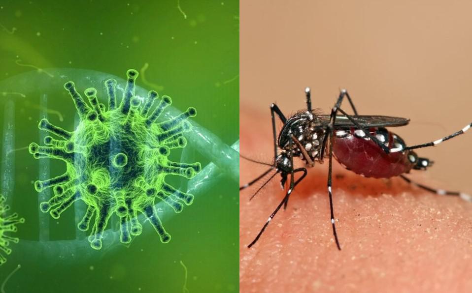 coronavirus-dengue