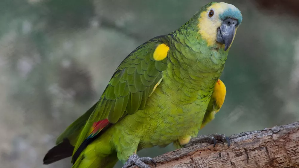 loro