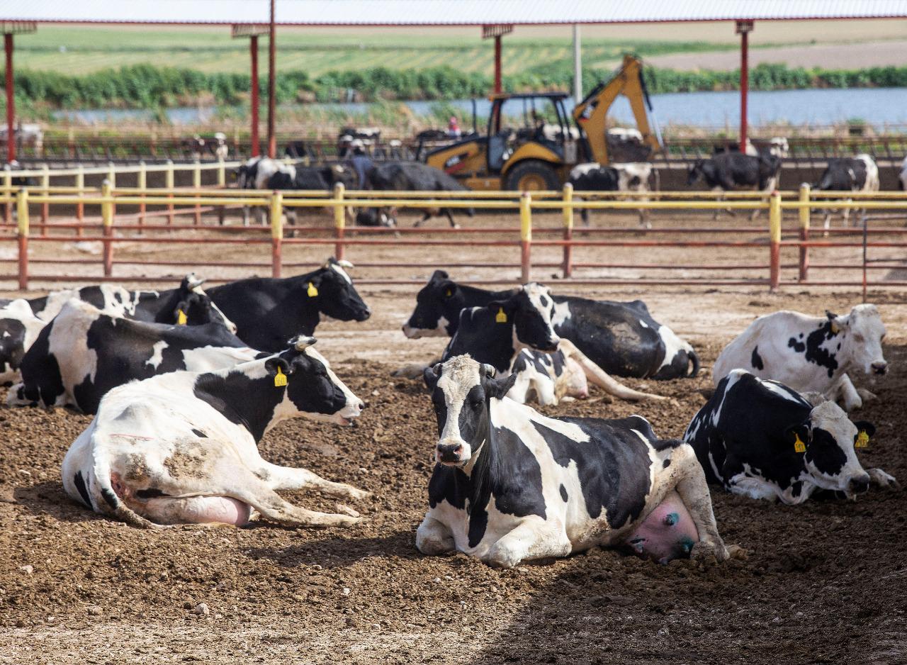 vacas-echadas-lecheras campo