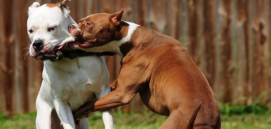 perros peligrosos