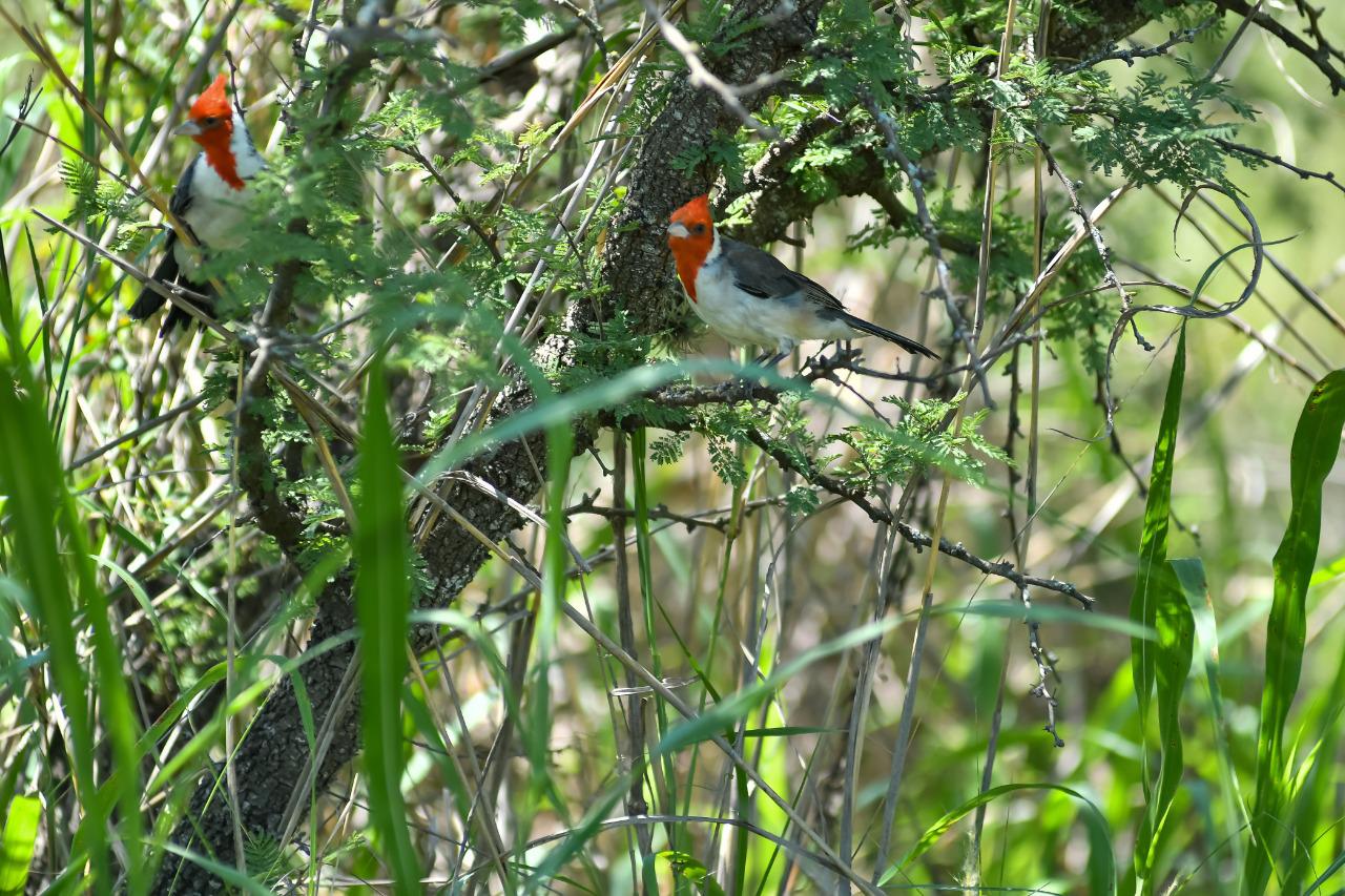 aves