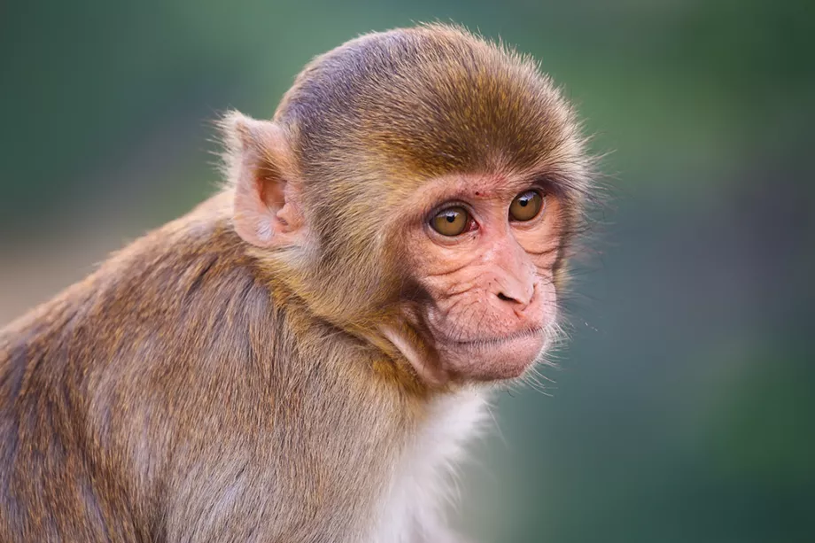 macaco-reso