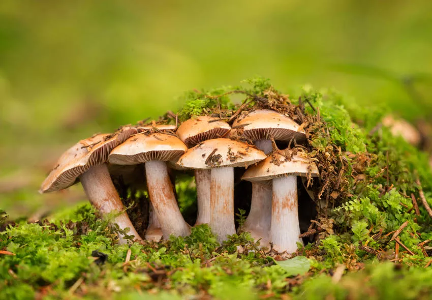 Hongos
