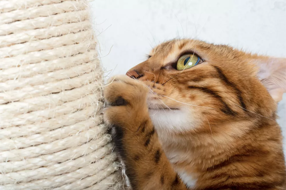 Tipos-de-rascadores-para-gatos-2