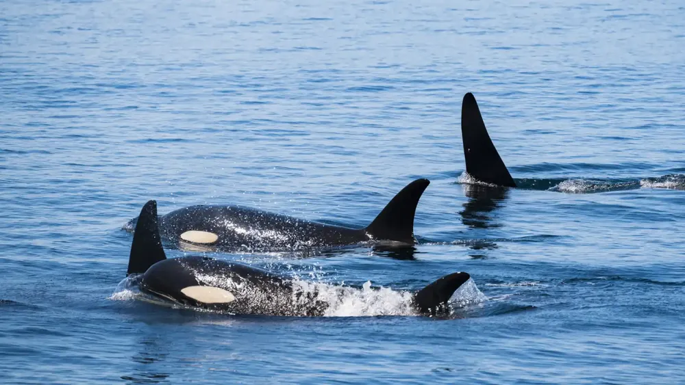 orcas