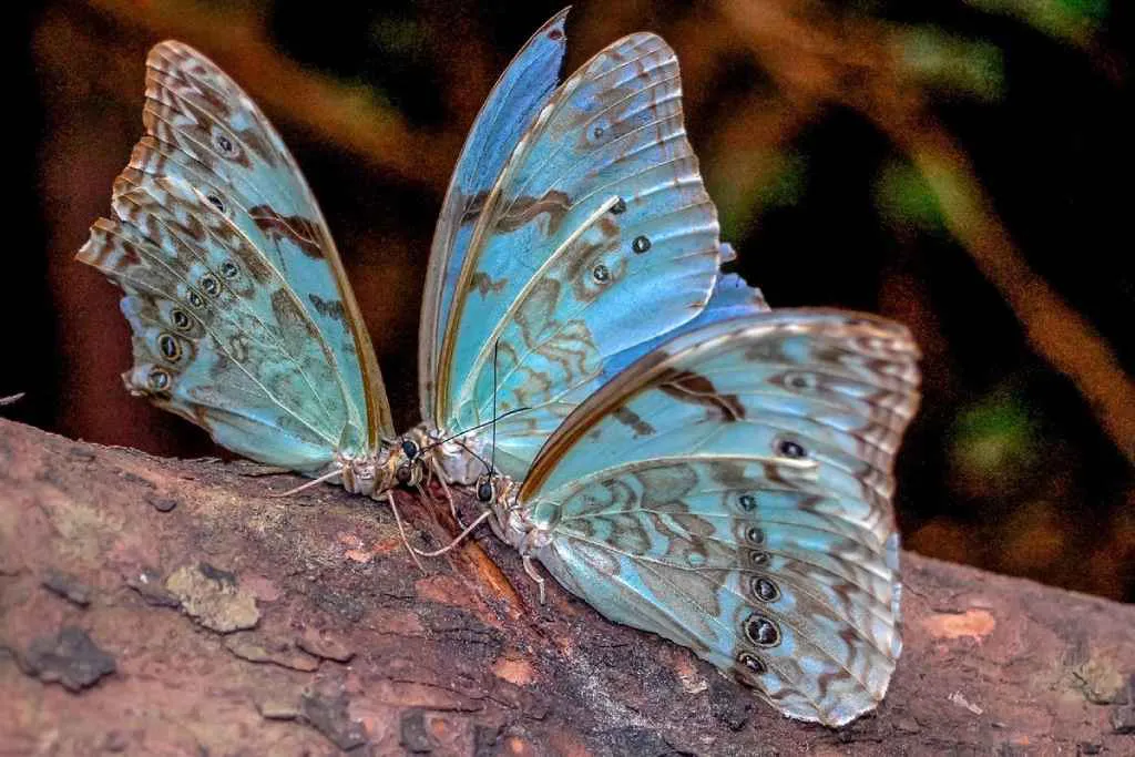 mariposa bandera argentina