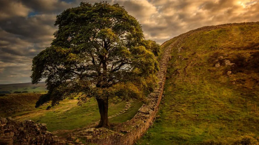 sycamore-gap-20230928-1663684
