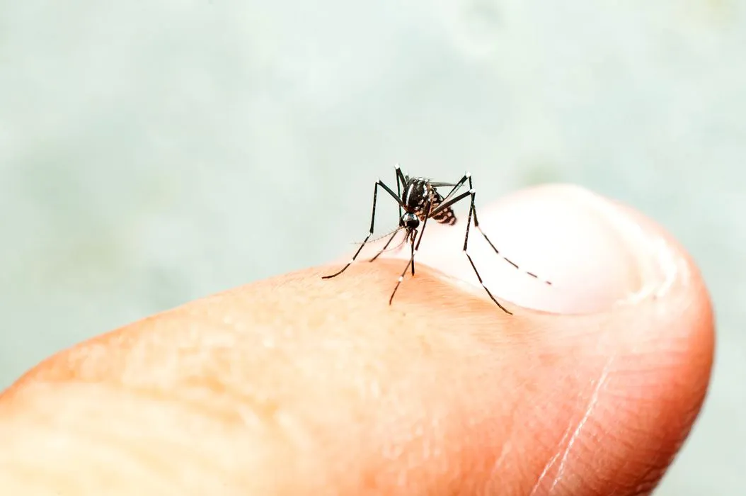 aedes aegypti