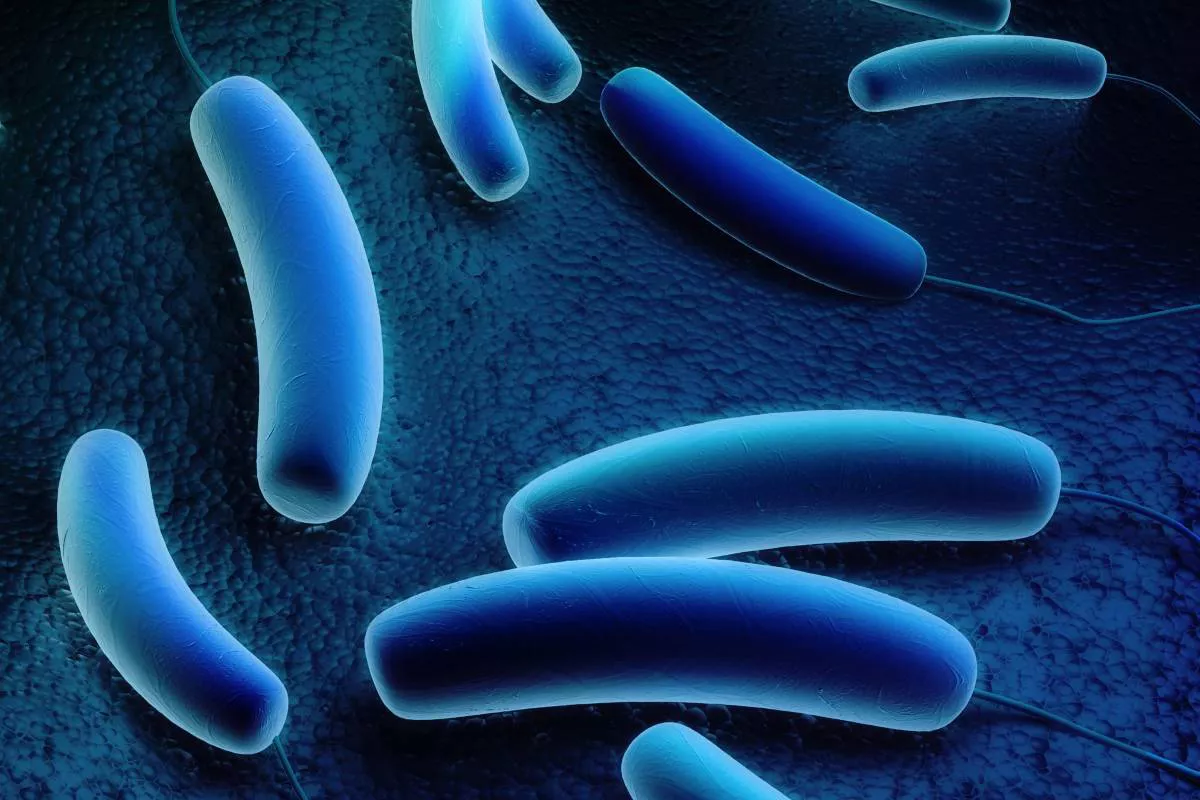 Legionella_pneumophila