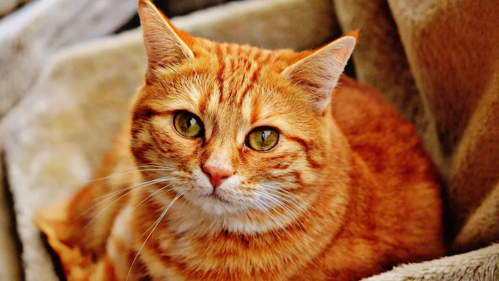gatos