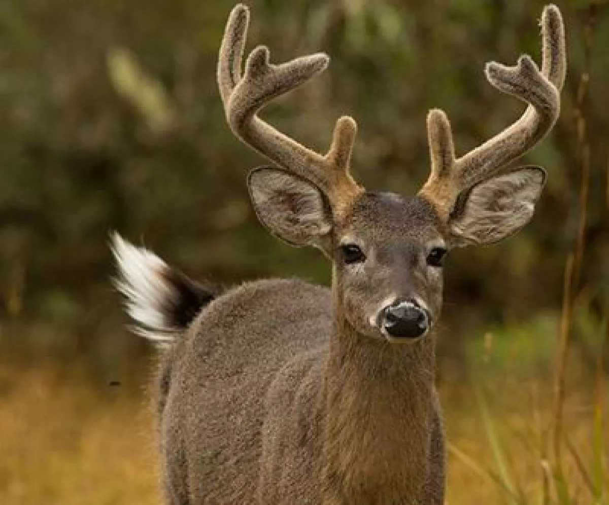 venado