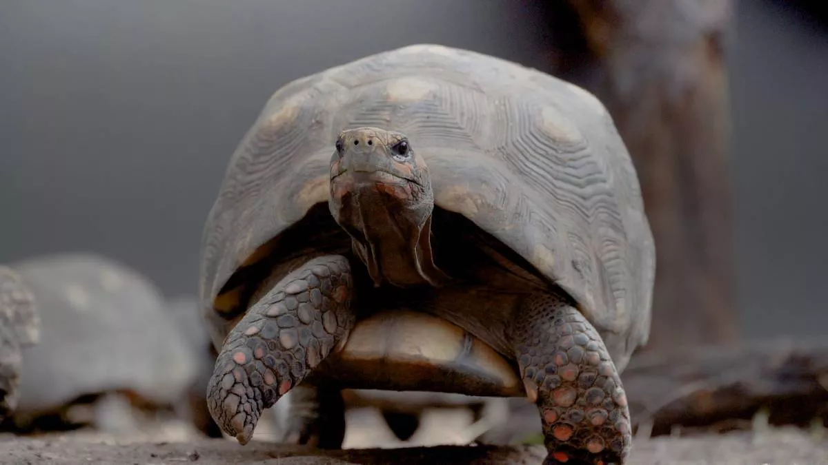 Tortuga 5 (1)