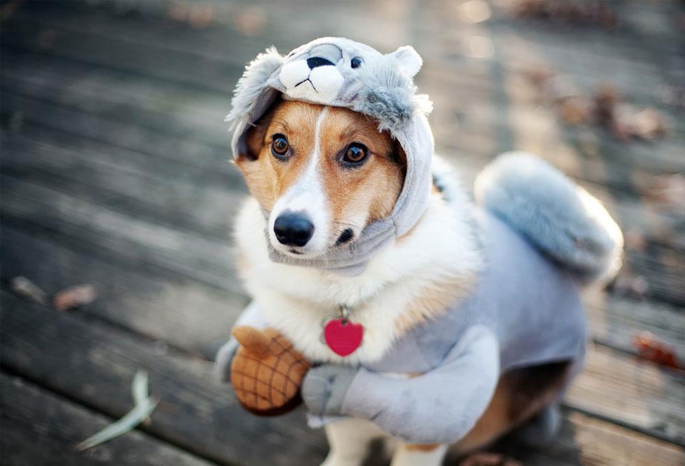 ropa-para-perros