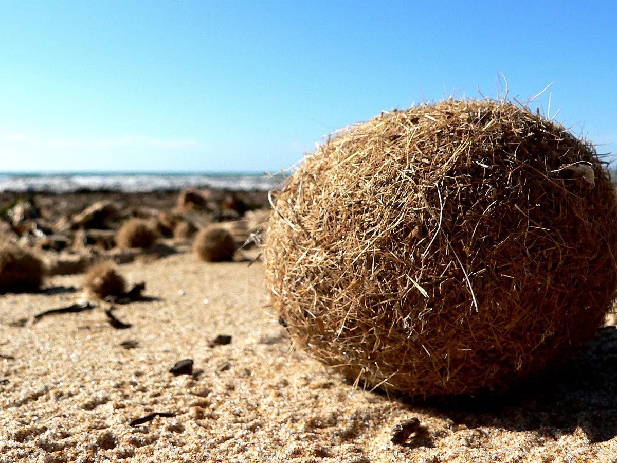 Posidonia_oceanica_spheroid