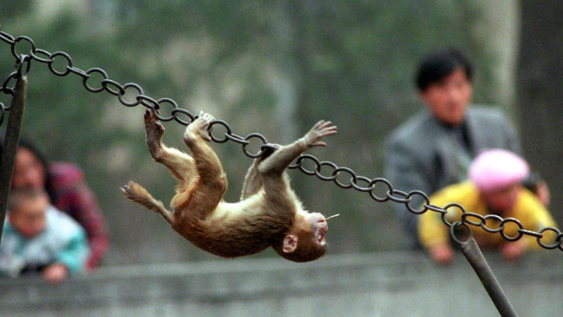 monos
