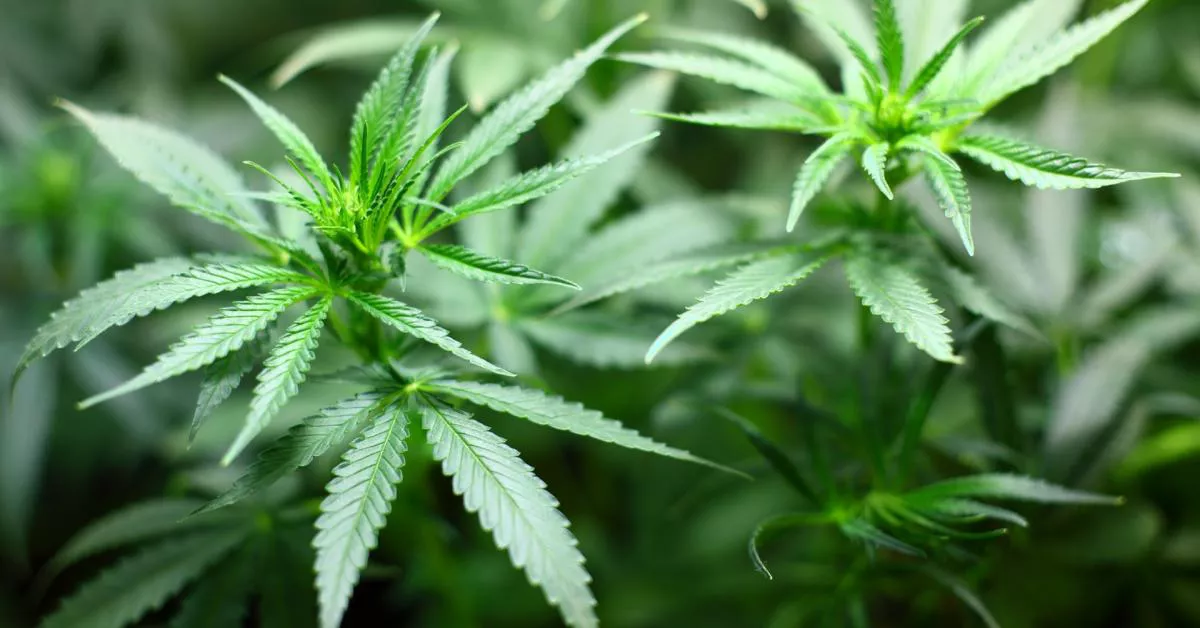 plantas-de-marihuana