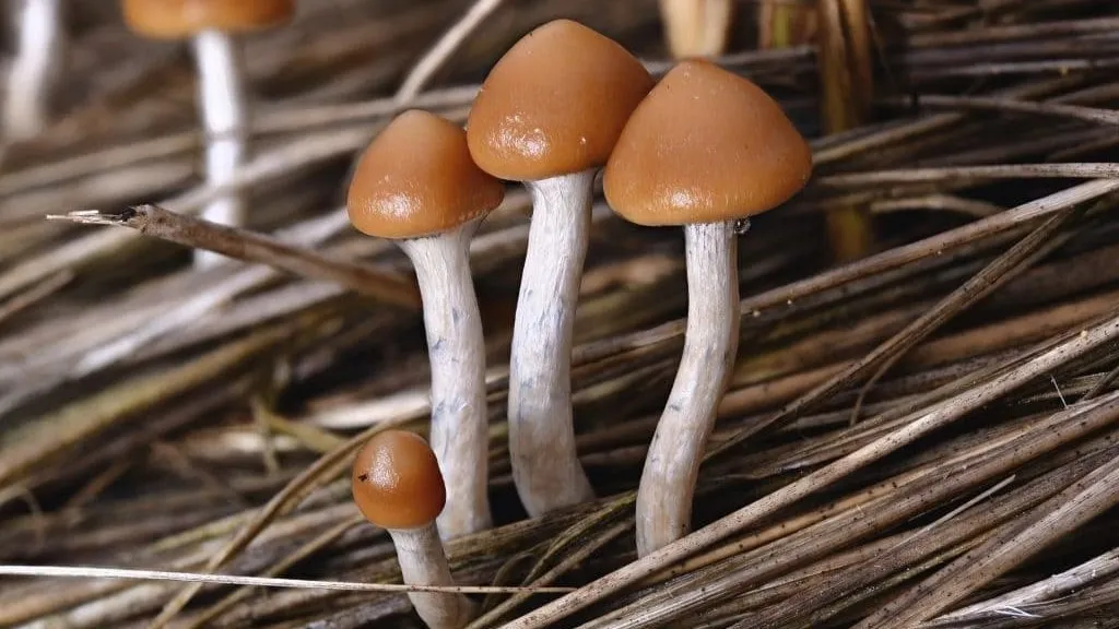 hongos alucinógenos