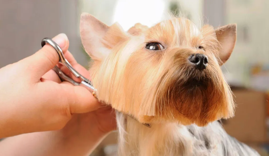 perro corte de pelo