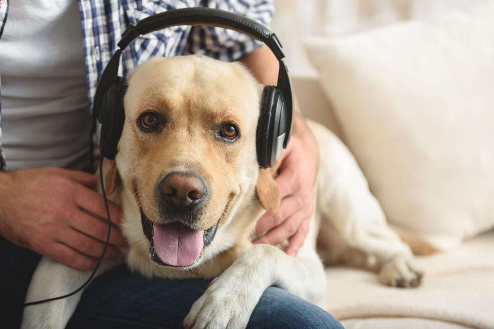 perro auriculares 3