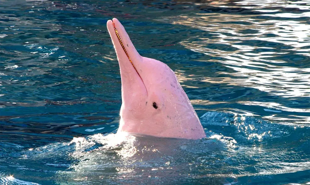 delfín rosado amazónico