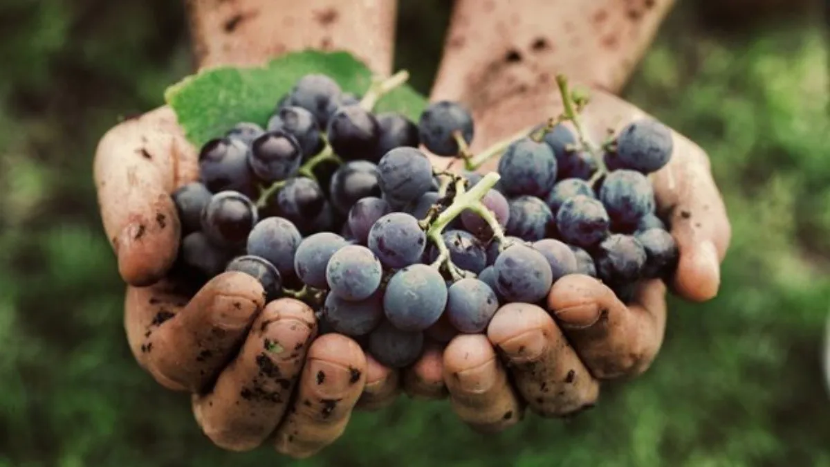 UVAS
