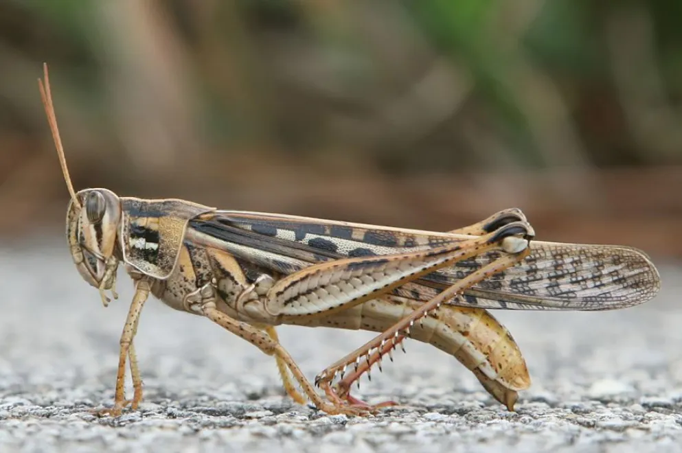 langosta