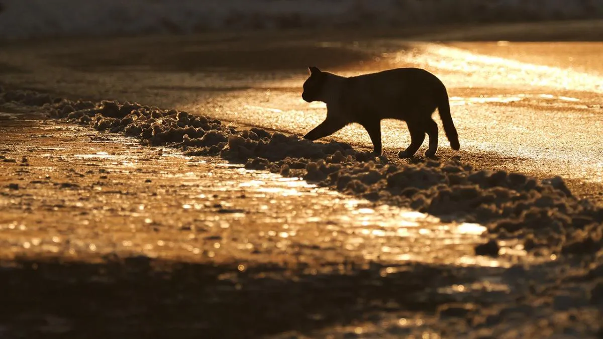 gato