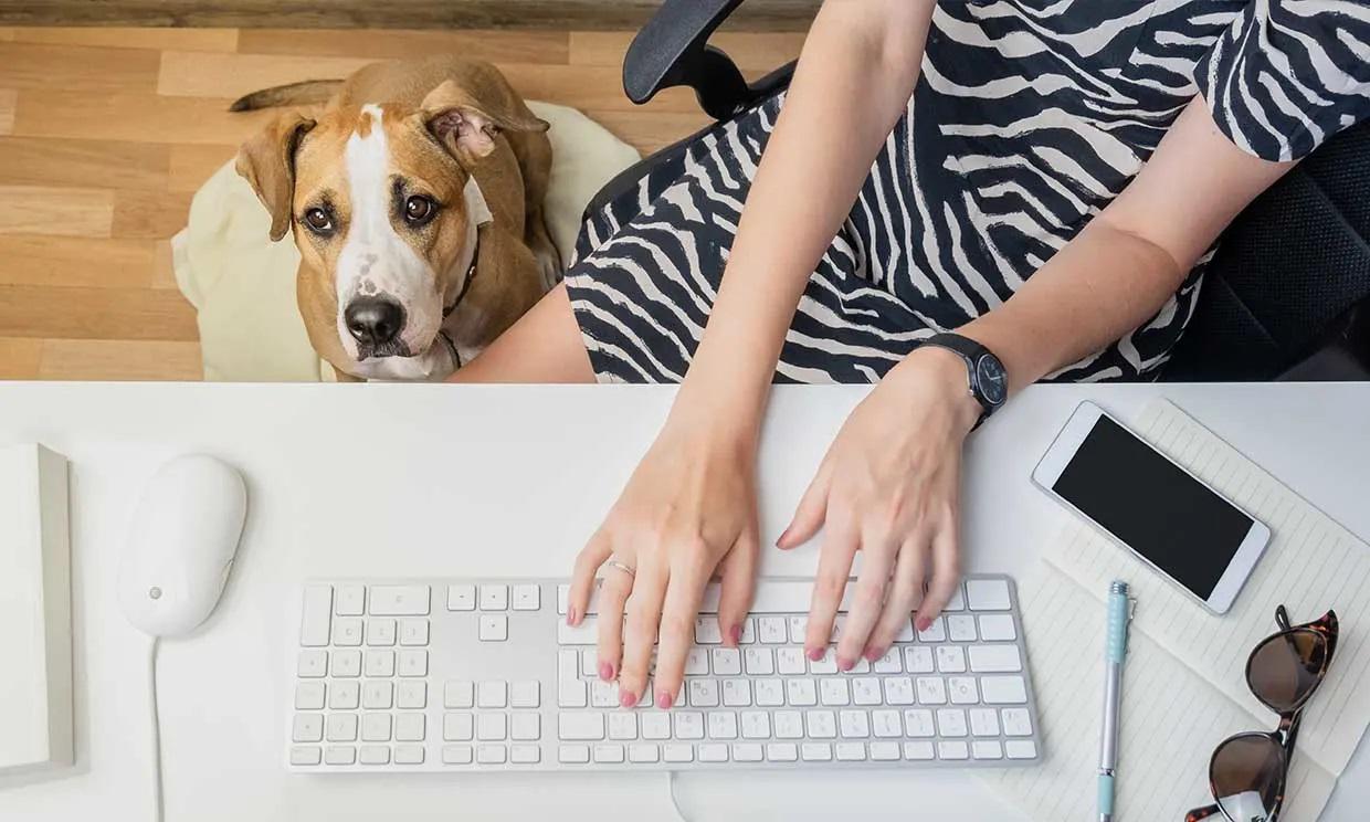 perro trabajo