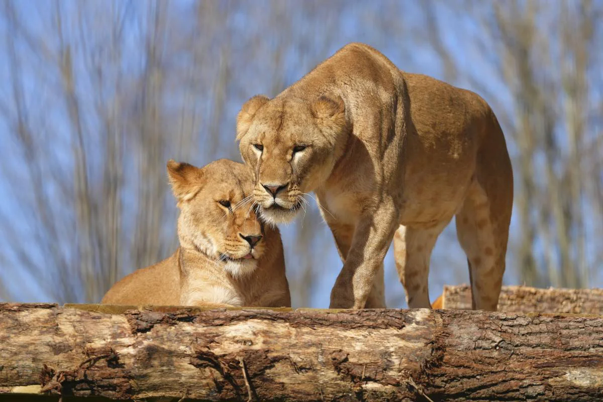 leones