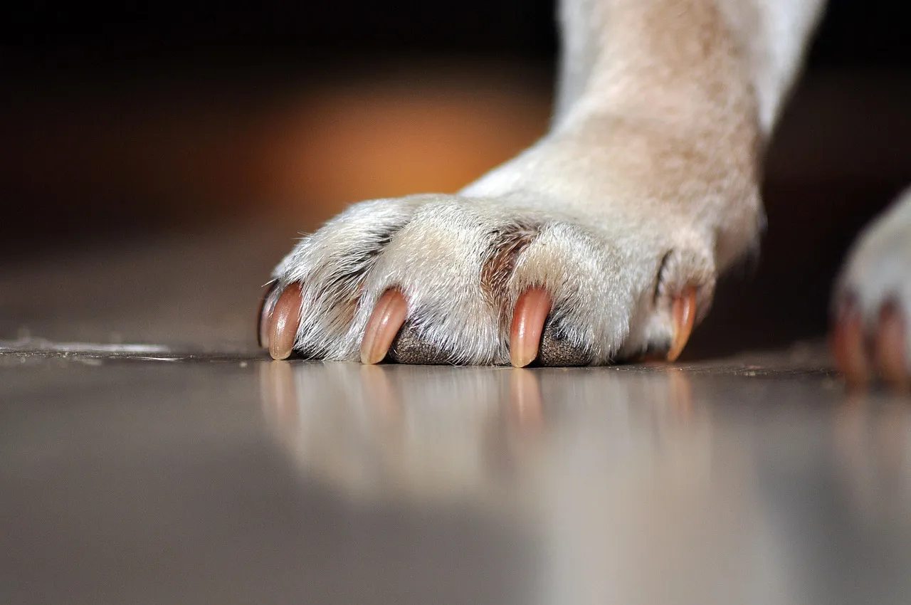 dogs-paw-7290819_1280