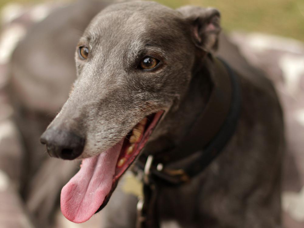 galgo-gris_0