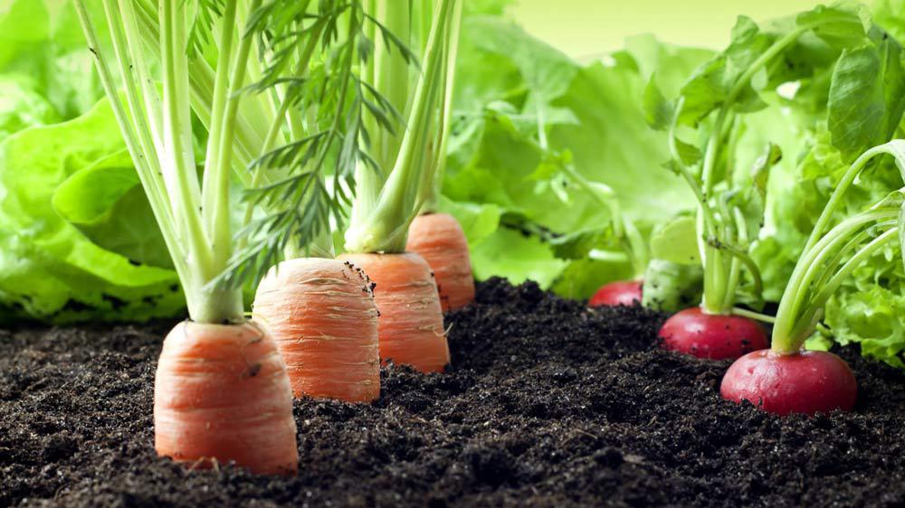 huerta en tu hogar