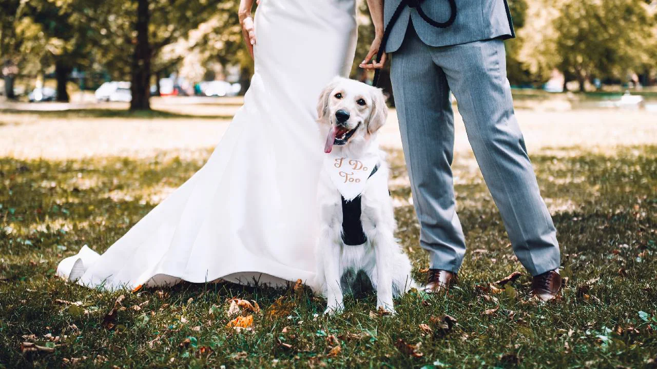 bodas