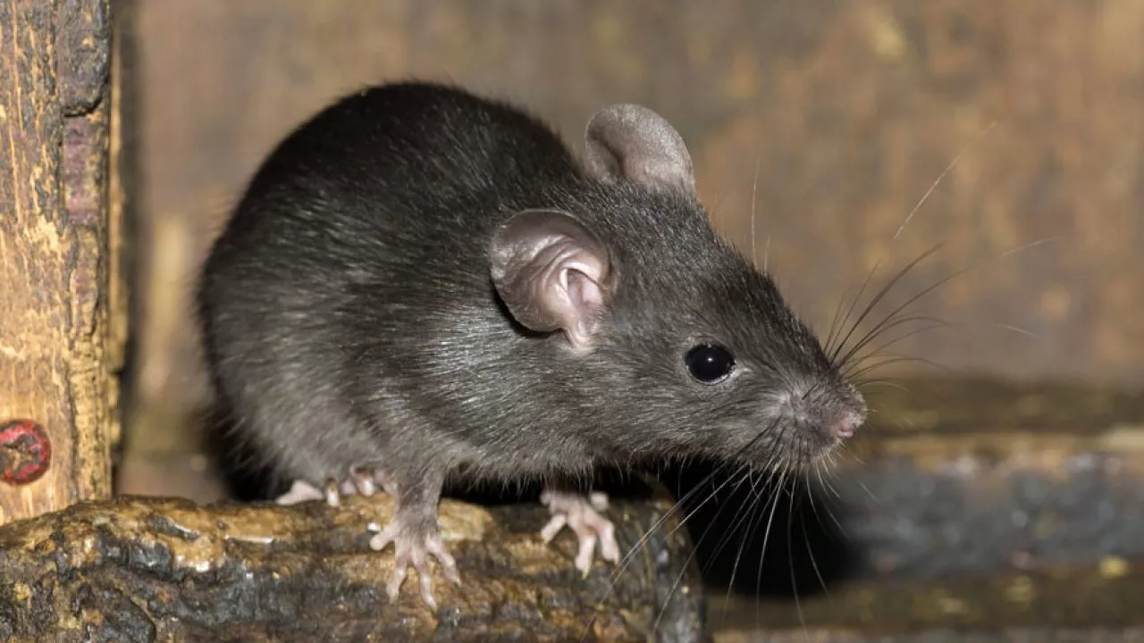 rata