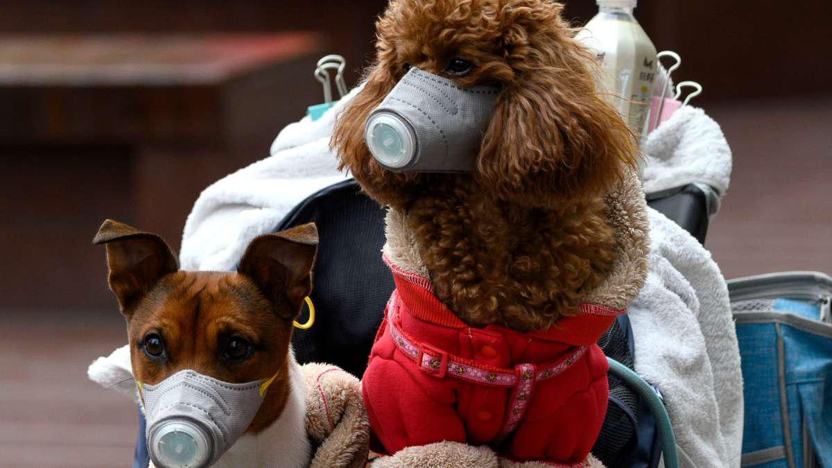 mascotas