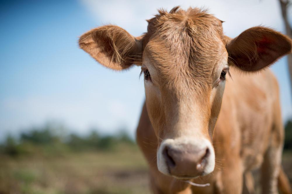 vacas