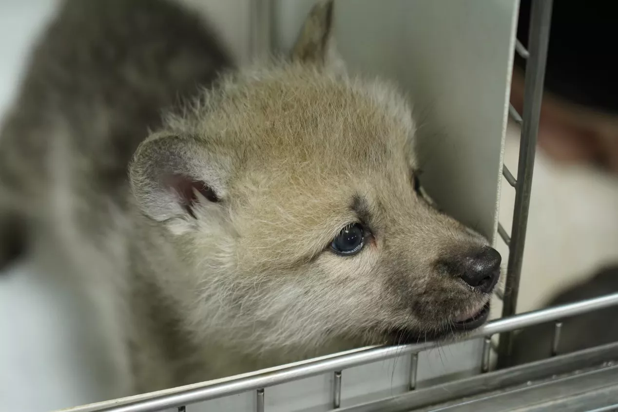 LOBO
