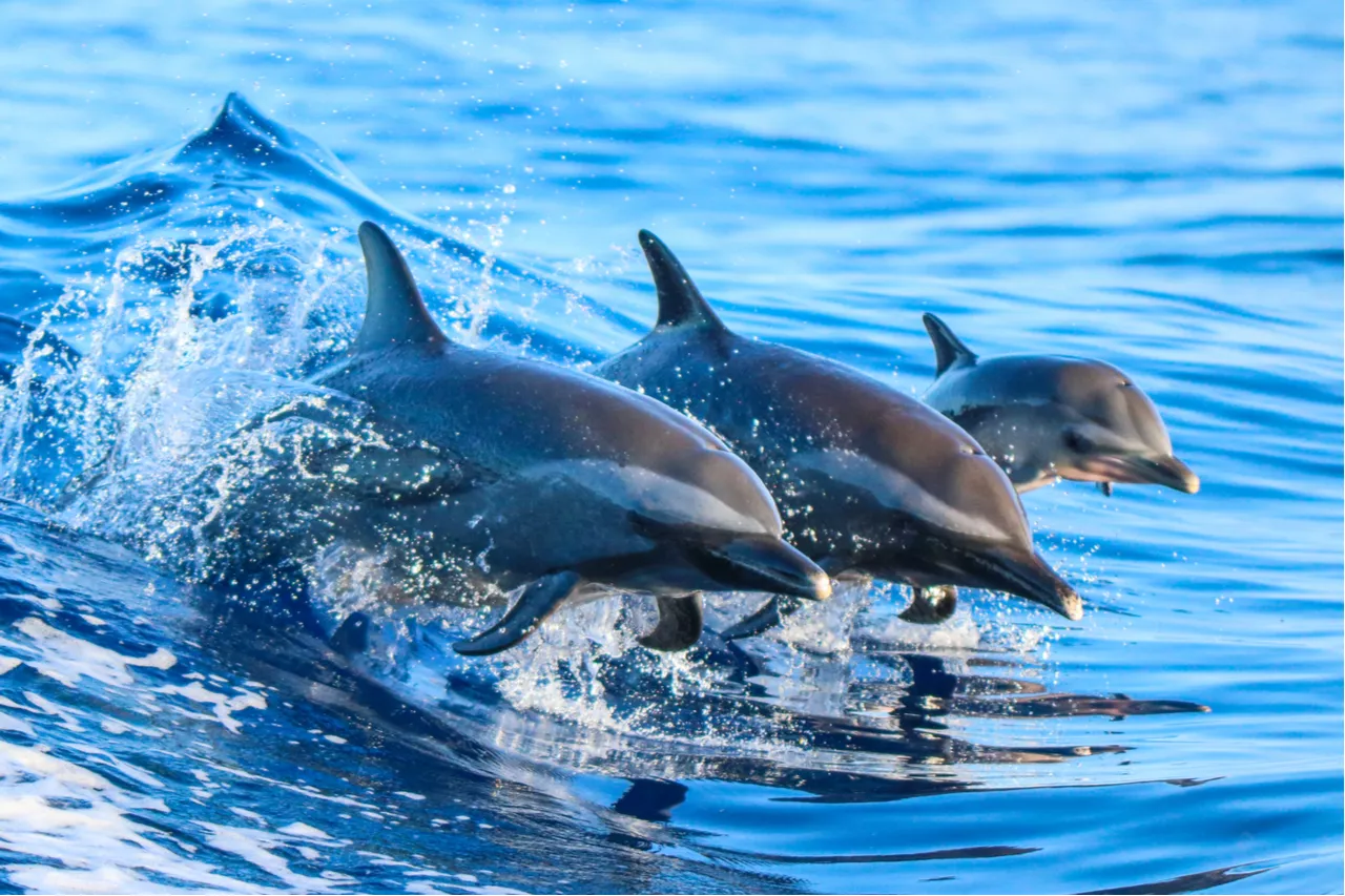 delfines-esponja-biodiversidad