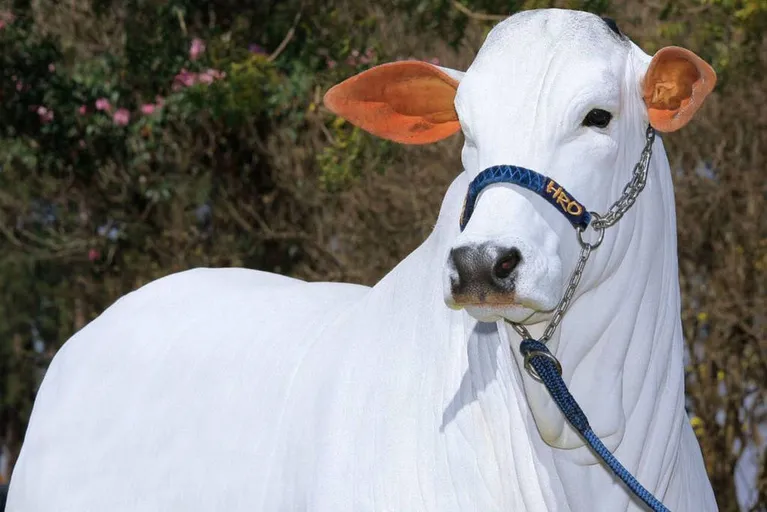 vaca