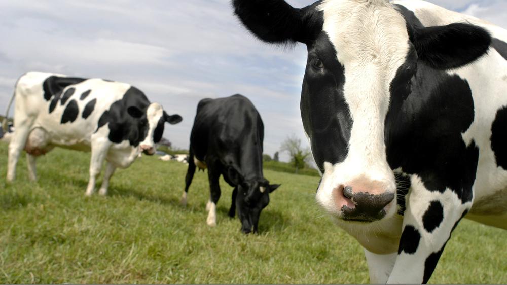 vacas