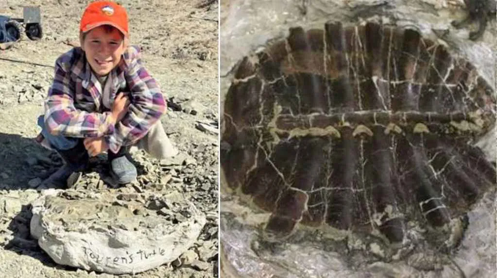 un-nene-de-11-anos-descubrio-un-fosil-de-48-millones-de-anos-mientras-buscaba-piedras-con-sus-abuelos-fotos-craig-thomas-oficina-de-campo-de-blm-rock-springs-y-gentileza-del-museo-geologico-tate-JKHBSKBULVAKNB6YAH
