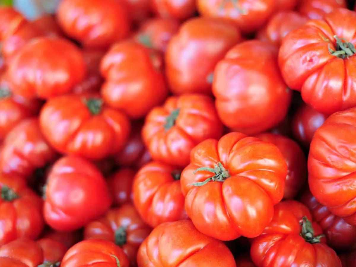 tomato eeuu